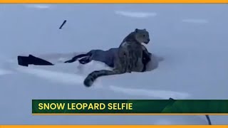 Touriste contre léopard des neiges : un selfie vire au cauchemar
