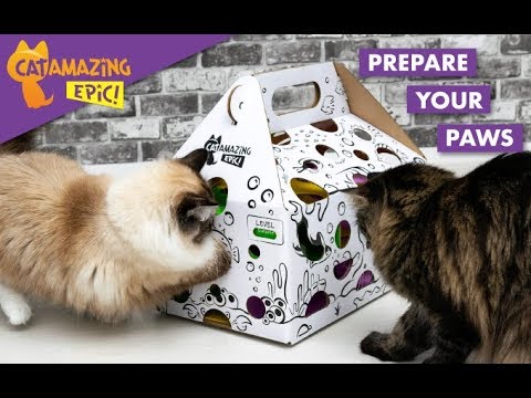 Cat Amazing EPIC! Kickstarter video