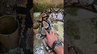 Download lagu BATHING 3 MONSTER PHYTON SNAKES, VERY HUGE, CRAZY..#phyton #kingcobra #python #kingsnake mp3