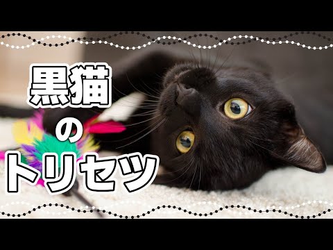 黒猫の特徴