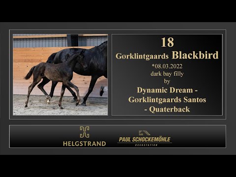 18 Gørklintgaards Blackbird by Dynamic Dream - Gørklintgaards Santos