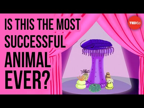 Is this the most successful animal ever? - Nigel Hughes