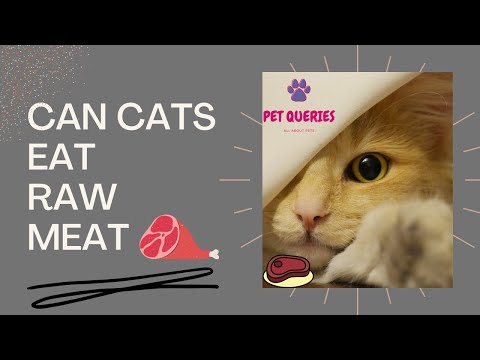 Can cats eat raw meat? | Benefits and Risks of feeding raw meat to cats |