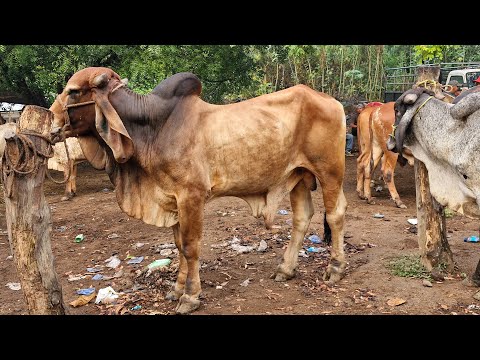 tiangue de El Tránsito San Miguel Oeste, El Salvador, martes 09 de diciembre 2025