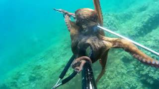 spearfishing Croatia, spring summer 2017, sj4000 spearfishing Croatia, spring summer 2017, sj4000