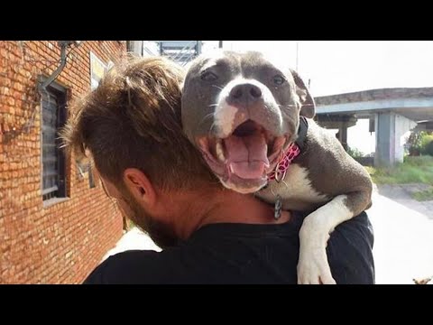 Un chien Pitbull pleure de bonheur après avoir été séparé de son maître pendant des mois !