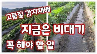 감자 비대기 꼭 해야 할 일 감자밭 가뭄해결 [감자재배방법]