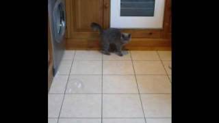 British Blue Shorthair - Forever Blowing Bubbles