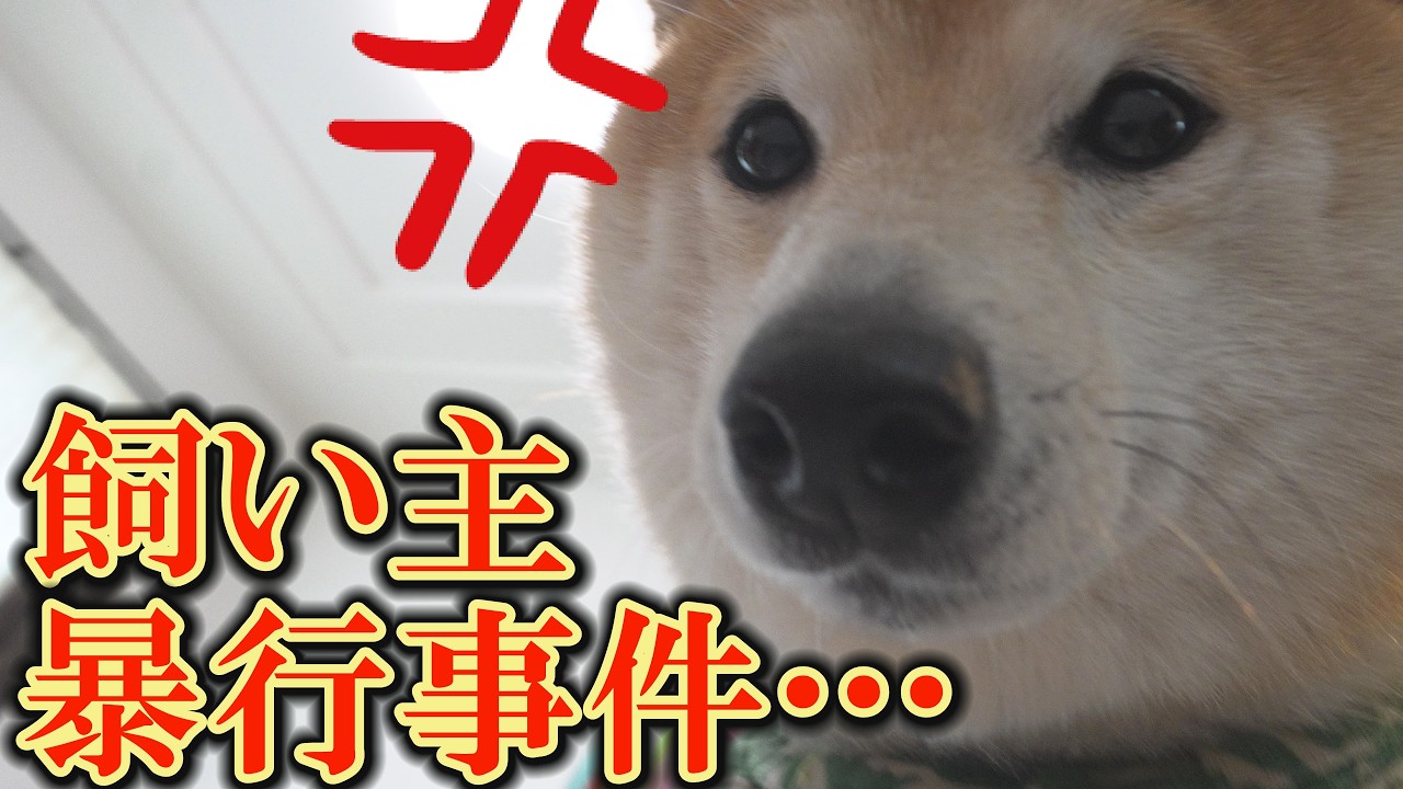 寝過ぎたせいで眠れなくなった柴犬がイライラしながら飼い主を暴行。言葉を失いました・・・