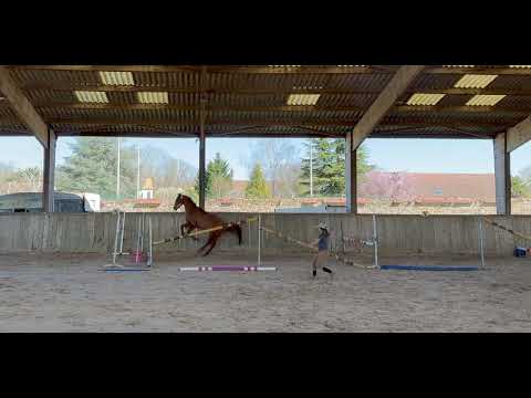 Liondor de la Tour - hongre 4 ans - Carbon du cyan x Emir platière