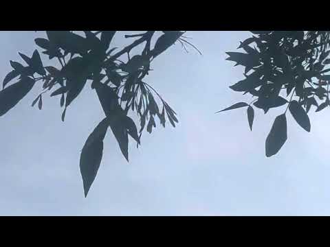 Delta Airbus A320 Fly past approaching Howl FOPP!