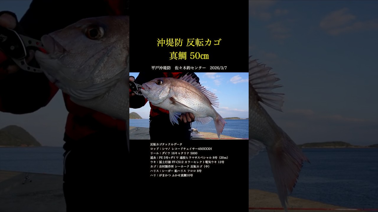 平戸沖堤防 反転カゴ 真鯛50㎝ #shorts
