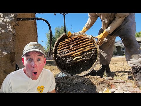Huge Bee Hive in Fire Pit