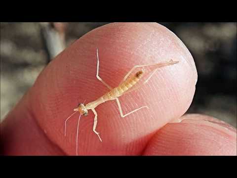 2020 0401 Carolina Praying Mantis Nymph Video