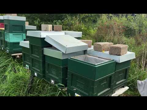 Konininginnenteelt in september. Kan dat??