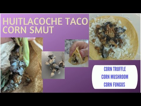 Huitlacoche corn smut taco corn truffle corn mushroom corn fungus
