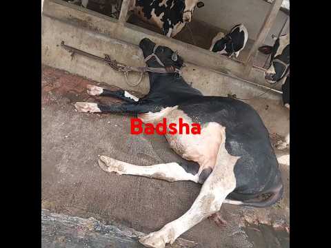 #cow #love #farm #animals