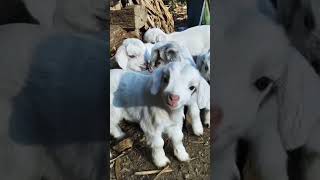 Download lagu #memna #memnavoice#memnakiawaz#goat#foryou #foryoupage #freefire#fun #shorts  #viralshort#cute#pets mp3