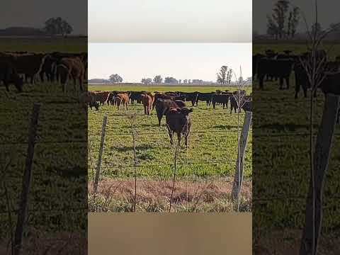 RUTAS ARGENTINAS BRAGADO