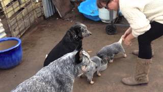 Australian Cattle Dogs : HallsHeelers Puppy Update #27 - 31st May 2013