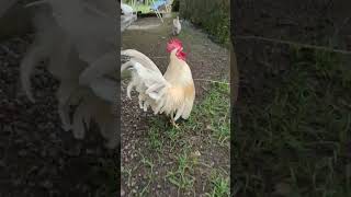 Download lagu DJ ayam ini mp3