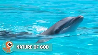 Dolphins | Whales, Waves, and Ocean Wonders Preview Clip | Nature of God  | JellyTelly