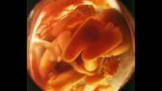 YouTube- ABORTO - CARTEL DE SANTA.mp4
