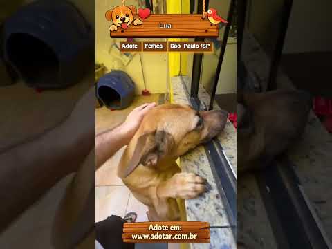 Vídeo de Lua