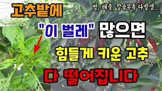 고추밭에 담배나방벌레 많으면 힘들게 키운 고추 수확도못하고 다 떨어집니다 고추무름병 칼라병 고추약 고추영양제…