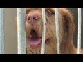 Ventilatoren draaien op volle toeren in dierenpension Marknesse