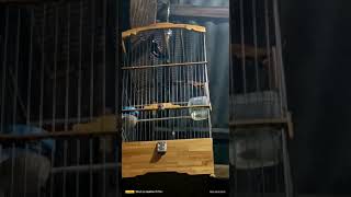 Download lagu masteran handal indigo village belajar bunyi mp3 Download lagu masteran handal indigo village belajar bunyi mp3