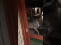 Hyena Attack