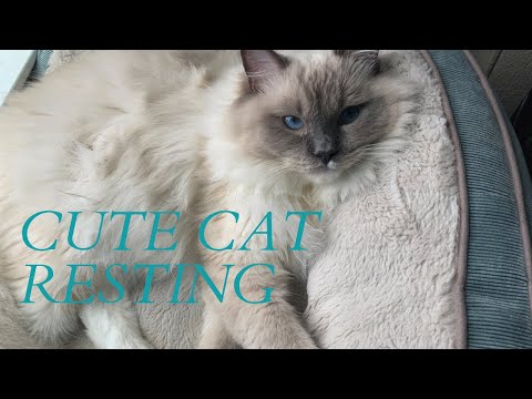 Cute Cat 🐈 Resting | IRO the Cute Ragdoll Cat | Ghure Ashi #shorts