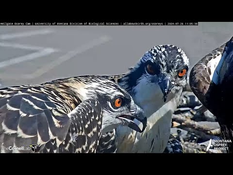 Osprey Chicks Show Off Orange Eyes As They Feast On Fresh Fish – July 26, 2024