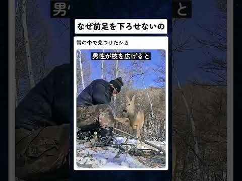 前足が下りないシカ…