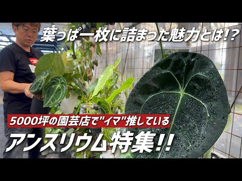 アンスリウムが一番嫌いなものは何ですか?培養シート  庭園