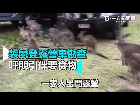 袋鼠登露營車勘查 呼朋引伴要食物｜三立新聞網SETN.com