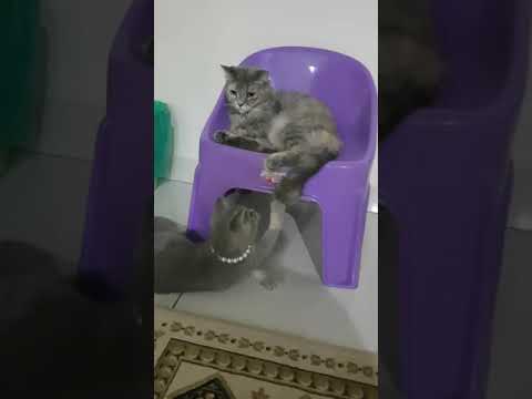 Tommy playing with his sister Oshin and Cassie is watching 😁😂