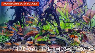 Membuat Aquascape murah tanpa injeksi co2!!Bisa subur dengan tanaman ini?