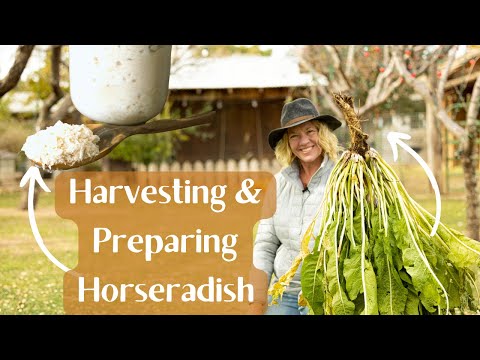 When & How to Harvest Horseradish & How to Prepare Horseradish