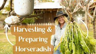 When & How to Harvest Horseradish & How to Prepare Horseradish