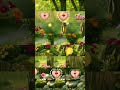 Aankhon Se Hum Baatein Nature ️ Love Video Status ️ Nature Love Shorts Status
