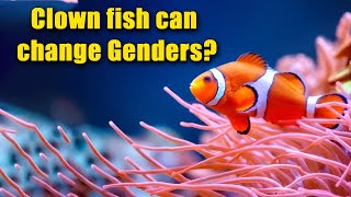 Didi you know ? Clownfish can change Genders!