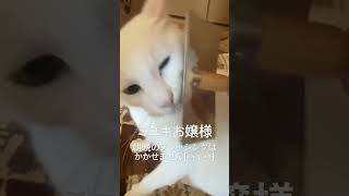ミユキお嬢様の朝晩のブラッシング　#猫 #ねこ #猫動画 #cat #white #かわいい猫 #かわいい #ツンデレ