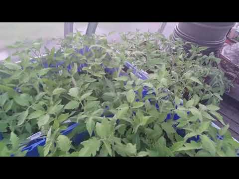 Organically Grown Tomato Plants - Image 2