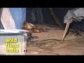 Python Story Unfolds In The Thick Jungles Of Assam