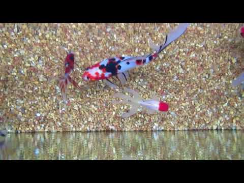 Watch Video on YouTube