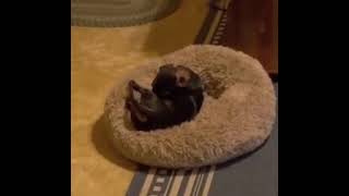 Video preview image #1 Dachshund Puppy For Sale in San Antonio, TX, USA