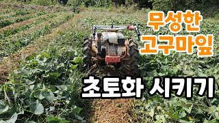 무성한 고구마잎 초토화 (단자미 자색고구마 )
