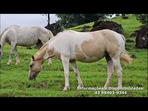 CABANA SETE LUAS  - Paradisíaco refúgio rural no extremo sudoeste paranaense, fronteira BR/AR.